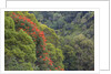 Tulip Trees Blooming in the Maui forest along the Hana Highway by Anonymous