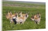 Herd of Pronghorn Antelope grazing on open land by Anonymous
