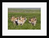Herd of Pronghorn Antelope grazing on open land by Anonymous