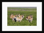 Herd of Pronghorn Antelope grazing on open land by Anonymous