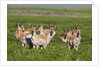 Herd of Pronghorn Antelope grazing on open land by Anonymous