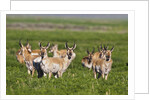 Herd of Pronghorn Antelope grazing on open land by Anonymous
