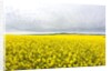 Canola Field in Full Fresh Bloom by Anonymous