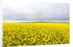 Canola Field in Full Fresh Bloom by Anonymous