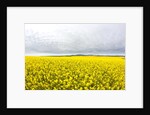 Canola Field in Full Fresh Bloom by Anonymous