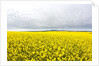 Canola Field in Full Fresh Bloom by Anonymous