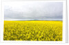 Canola Field in Full Fresh Bloom by Anonymous