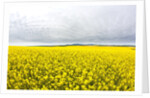 Canola Field in Full Fresh Bloom by Anonymous