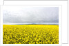 Canola Field in Full Fresh Bloom by Anonymous