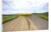 Fork in Country Back Road with Canola and Wheat Fields by Anonymous