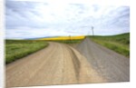 Fork in Country Back Road with Canola and Wheat Fields by Anonymous