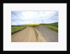 Fork in Country Back Road with Canola and Wheat Fields by Anonymous
