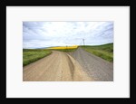 Fork in Country Back Road with Canola and Wheat Fields by Anonymous