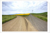 Fork in Country Back Road with Canola and Wheat Fields by Anonymous