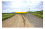 Fork in Country Back Road with Canola and Wheat Fields by Anonymous