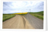 Fork in Country Back Road with Canola and Wheat Fields by Anonymous
