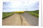 Fork in Country Back Road with Canola and Wheat Fields by Anonymous
