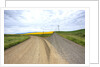 Fork in Country Back Road with Canola and Wheat Fields by Anonymous
