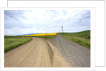 Fork in Country Back Road with Canola and Wheat Fields by Anonymous