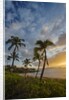 Sunset on Southern Maui Beach with Palm Trees by Anonymous