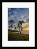 Sunset on Southern Maui Beach with Palm Trees by Anonymous