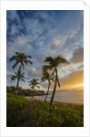 Sunset on Southern Maui Beach with Palm Trees by Anonymous