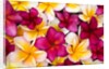 Plumeria in mass display by Anonymous