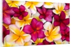Plumeria in mass display by Anonymous