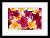 Plumeria in mass display by Anonymous