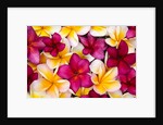 Plumeria in mass display by Anonymous