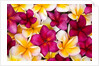 Plumeria in mass display by Anonymous
