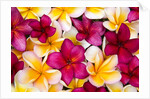 Plumeria in mass display by Anonymous