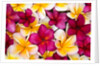 Plumeria in mass display by Anonymous