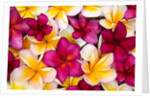 Plumeria in mass display by Anonymous