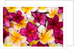 Plumeria in mass display by Anonymous