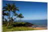 Palm Trees and Beach Along the Southern Maui by Anonymous