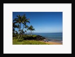 Palm Trees and Beach Along the Southern Maui by Anonymous