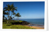 Palm Trees and Beach Along the Southern Maui by Anonymous