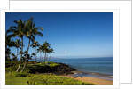 Palm Trees and Beach Along the Southern Maui by Anonymous