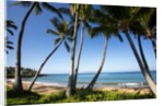 Palm Trees and Beach Along the Southern Maui by Anonymous