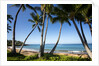 Palm Trees and Beach Along the Southern Maui by Anonymous
