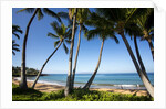 Palm Trees and Beach Along the Southern Maui by Anonymous