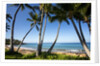 Palm Trees and Beach Along the Southern Maui by Anonymous