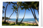Palm Trees and Beach Along the Southern Maui by Anonymous