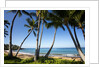 Palm Trees and Beach Along the Southern Maui by Anonymous