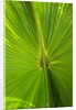 Hawaiian Fan Palm with Back lighting by Anonymous