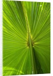Hawaiian Fan Palm with Back lighting by Anonymous