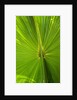 Hawaiian Fan Palm with Back lighting by Anonymous