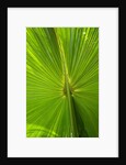 Hawaiian Fan Palm with Back lighting by Anonymous