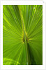 Hawaiian Fan Palm with Back lighting by Anonymous